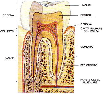 dente per conservativa